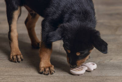 Beeztees Yavru Köpek Oyuncağı, Diş Kaşıma, Kauçuk, Pembe, 9,5x5,5x2cm - 2