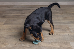 Beeztees Yavru Köpek Oyuncağı, Diş Kaşıma, Kauçuk, Yeşil, 9,5x5,5x2cm - 3