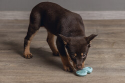 Beeztees Yavru Köpek Oyuncağı, Diş Kaşıma, Kauçuk, Yeşil, 9,5x5,5x2cm - 4