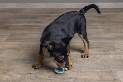 Beeztees Yavru Köpek Oyuncağı, Diş Kaşıma, Kauçuk, Yeşil, 9,5x5,5x2cm - 3