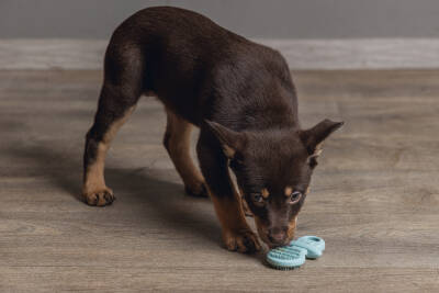 Beeztees Yavru Köpek Oyuncağı, Diş Kaşıma, Kauçuk, Yeşil, 9,5x5,5x2cm - 4