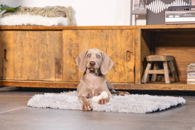 Beeztees Yavru Köpek Oyuncağı, Diş Kaşıma ve Masaj Dambıl, Kauçuk, Pembe, 9cm - 3