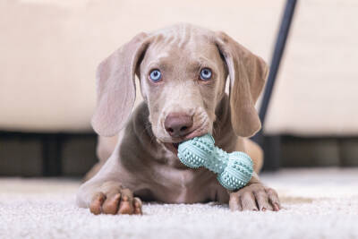 Beeztees Yavru Köpek Oyuncağı, Diş Kaşıma ve Masaj Dambıl, Kauçuk, Yeşil, 9cm - 3