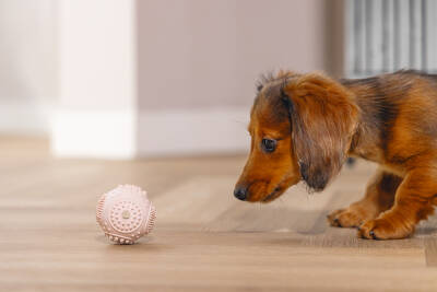 Beeztees Yavru Köpek Oyuncağı, Diş Kaşıma ve Masaj Topu, Kauçuk, Pembe, 5cm - 4