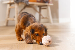 Beeztees Yavru Köpek Oyuncağı, Diş Kaşıma ve Masaj Topu, Kauçuk, Pembe, 5cm - 5