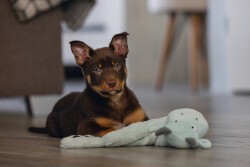 Beeztees Yavru Köpek Oyuncağı, Dragon, Peluş, Gri, 45x24,5x6cm - 2