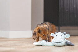 Beeztees Yavru Köpek Oyuncağı, Dragon, Peluş, Gri, 45x24,5x6cm - 3