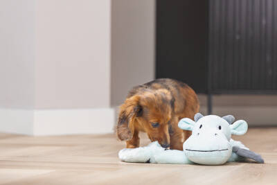 Beeztees Yavru Köpek Oyuncağı, Dragon, Peluş, Gri, 45x24,5x6cm - 3