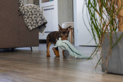 Beeztees Yavru Köpek Oyuncağı, Dragon, Peluş, Gri, 45x24,5x6cm - 4