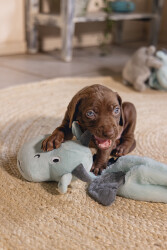 Beeztees Yavru Köpek Oyuncağı, Dragon, Peluş, Gri, 45x24,5x6cm - 5