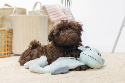 Beeztees Yavru Köpek Oyuncağı, Dragon, Peluş, Gri, 70x16x10cm - 3