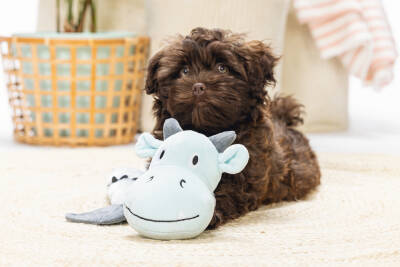 Beeztees Yavru Köpek Oyuncağı, Dragon, Peluş, Gri, 70x16x10cm - 2