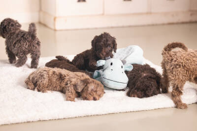 Beeztees Yavru Köpek Oyuncağı, Dragon, Peluş, Yeşil, 31,5x25x17cm - 3