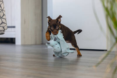 Beeztees Yavru Köpek Oyuncağı, Dragon, Peluş, Yeşil, 31,5x25x17cm - 2