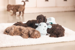 Beeztees Yavru Köpek Oyuncağı, Dragon, Peluş, Yeşil, 31,5x25x17cm - 5