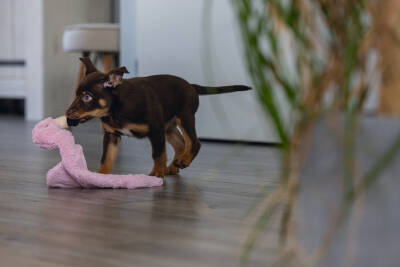 Beeztees Yavru Köpek Oyuncağı, Flamingo, Peluş, Pembe, 43x24x4cm - 4