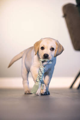 Beeztees Yavru Köpek Oyuncağı, İp ve Peluş, Yeşil/Gri, 25x4x4cm - 4