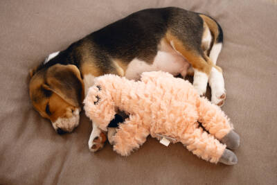 Beeztees Yavru Köpek Oyuncağı, Kalp Atışlı, Flamingo, Peluş, Pembe, 30x21x5cm - 5