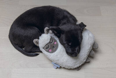 Beeztees Yavru Köpek Oyuncağı, Kalp Atışlı, Lama, Peluş, Beyaz, 26x20x7,5cm - 2