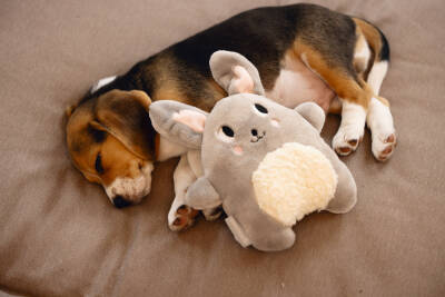 Beeztees Yavru Köpek Oyuncağı, Kalp Atışlı, Tavşan, Peluş, Gri, 25x20x7,5cm - 2