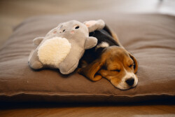 Beeztees Yavru Köpek Oyuncağı, Kalp Atışlı, Tavşan, Peluş, Gri, 25x20x7,5cm - 5