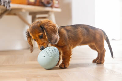 Beeztees Yavru Köpek Oyuncağı, Ödül ve Oyun, Yumurta, Kauçuk, Turkuaz, 6x6x8cm - 2