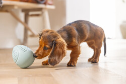 Beeztees Yavru Köpek Oyuncağı, Ödül ve Oyun, Yumurta, Kauçuk, Turkuaz, 6x6x8cm - 4