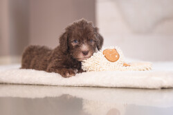 Beeztees Yavru Köpek Oyuncağı, Peluş, Beyaz, 37x28x4cm - 2