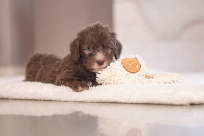 Beeztees Yavru Köpek Oyuncağı, Peluş, Beyaz, 37x28x4cm - 2