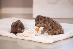 Beeztees Yavru Köpek Oyuncağı, Peluş, Beyaz, 37x28x4cm - 3