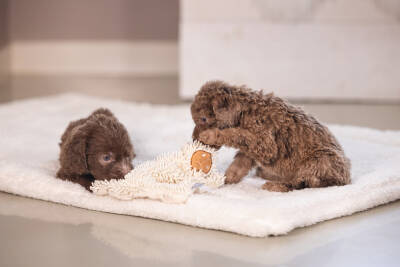 Beeztees Yavru Köpek Oyuncağı, Peluş, Beyaz, 37x28x4cm - 3