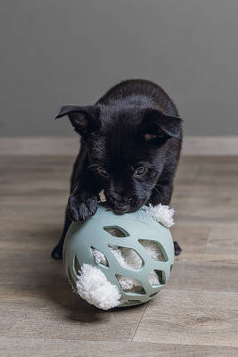 Beeztees Yavru Köpek Oyuncağı, Peluş, Beyaz, 40x22x5cm - 4