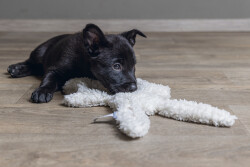 Beeztees Yavru Köpek Oyuncağı, Peluş, Beyaz, 40x22x5cm - 2