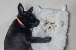 Beeztees Yavru Köpek Oyuncağı, Peluş, Beyaz, 40x22x5cm - 5