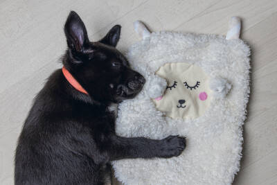 Beeztees Yavru Köpek Oyuncağı, Peluş, Beyaz, 40x22x5cm - 5