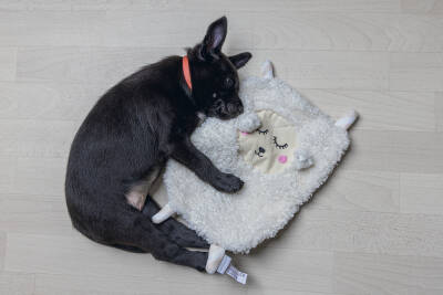 Beeztees Yavru Köpek Oyuncağı, Peluş, Beyaz, 40x22x5cm - 2