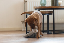 Beeztees Yavru Köpek Oyuncağı, Peluş, Gri, 37x28x4cm - 4