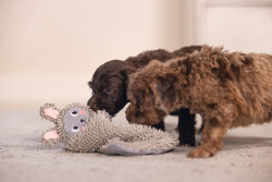 Beeztees Yavru Köpek Oyuncağı, Peluş, Gri, 37x28x4cm - 5