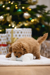 Beeztees Yavru Köpek Oyuncağı, Sesli, Kemik, Peluş, Beyaz, 21x10,5x5cm - 3