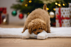 Beeztees Yavru Köpek Oyuncağı, Sesli, Kemik, Peluş, Beyaz, 21x10,5x5cm - 2