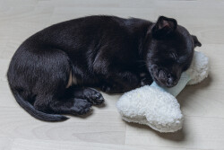 Beeztees Yavru Köpek Oyuncağı, Sesli, Kemik, Peluş, Beyaz, 21x10,5x5cm - 4