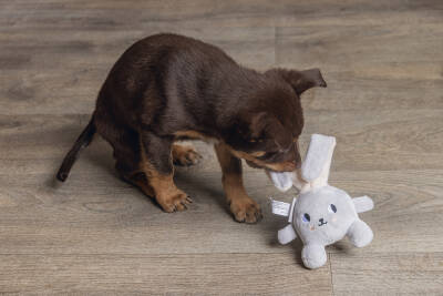 Beeztees Yavru Köpek Oyuncağı, Tavşan, Peluş, Gri, 15x9x4cm - 2