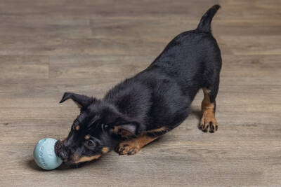 Beeztees Yavru Köpek Oyuncağı, Top, Kauçuk, Yeşil, 6cm - 2