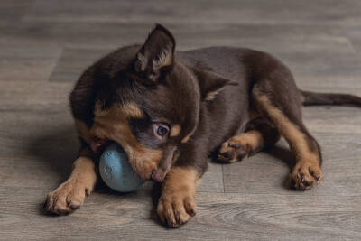 Beeztees Yavru Köpek Oyuncağı, Top, Kauçuk, Yeşil, 6cm - 3