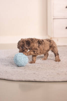 Beeztees Yavru Köpek Oyuncağı, Top, Peluş, Mavi, 10cm - 2