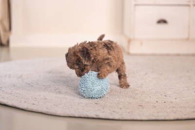 Beeztees Yavru Köpek Oyuncağı, Top, Peluş, Mavi, 10cm - 4