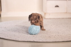 Beeztees Yavru Köpek Oyuncağı, Top, Peluş, Mavi, 10cm - 3