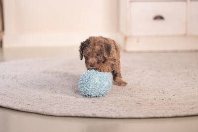 Beeztees Yavru Köpek Oyuncağı, Top, Peluş, Mavi, 10cm - 3