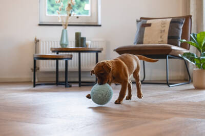 Beeztees Yavru Köpek Oyuncağı, Top, Peluş, Mavi, 14cm - 2