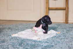 Beeztees Yavru Köpek Oyuncağı, Unicorn, Peluş, Beyaz, 33x25x14cm - 3